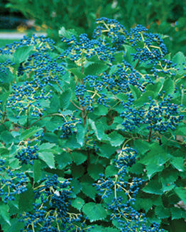 Viburnum Blue Muffin® (Arrowood Viburnum)