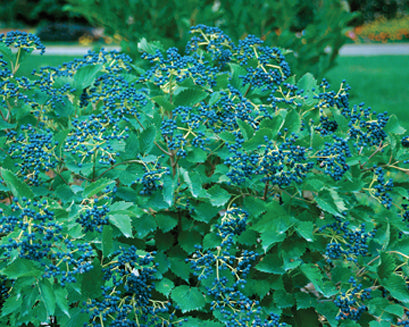 Viburnum Blue Muffin® (Arrowood Viburnum)