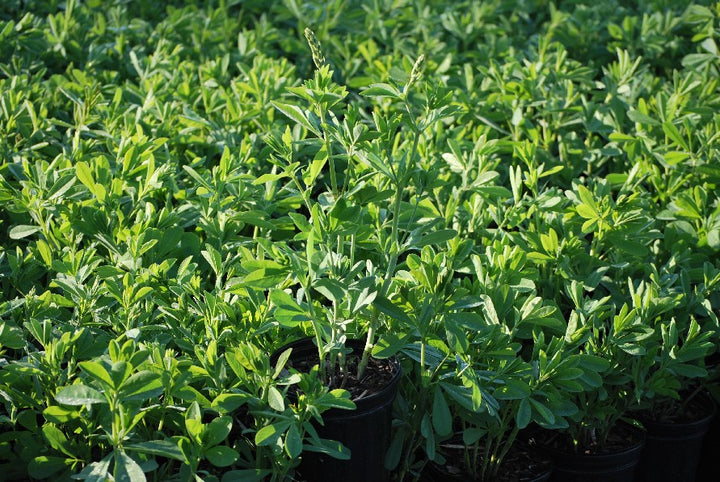 Baptisia australis (False Indigo)