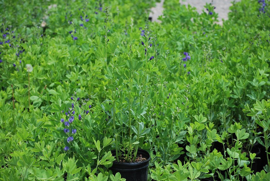 Baptisia australis (False Indigo)