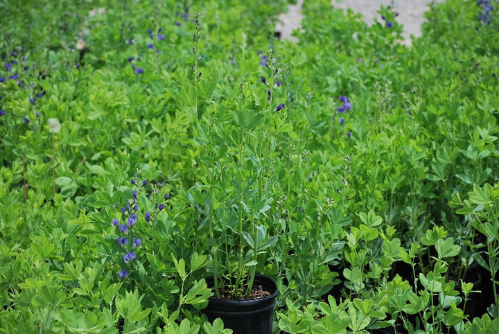 Baptisia australis (False Indigo)