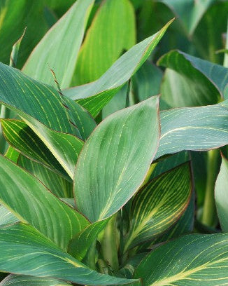 Canna 'Pretoria' (Dwarf Canna Lily, Bengal Tiger Lily)