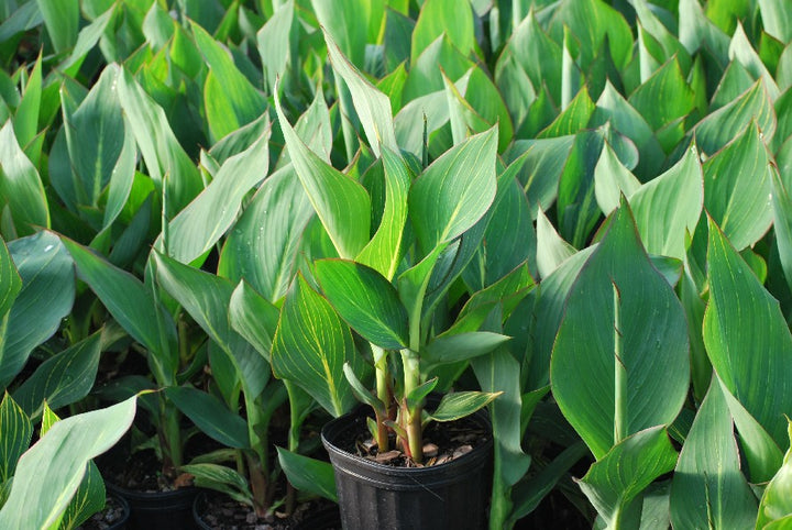 Canna 'Pretoria' (Dwarf Canna Lily, Bengal Tiger Lily)