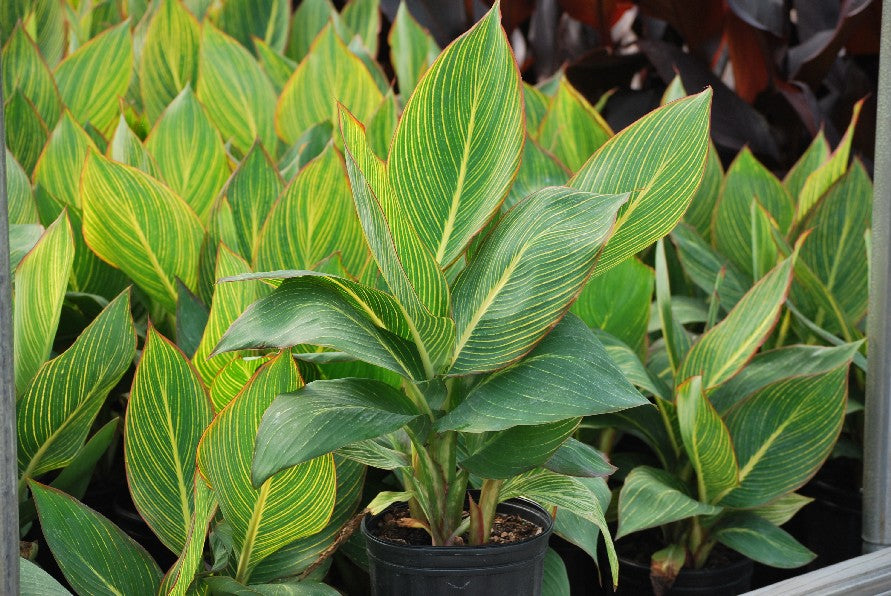 Canna 'Pretoria' (Dwarf Canna Lily, Bengal Tiger Lily)