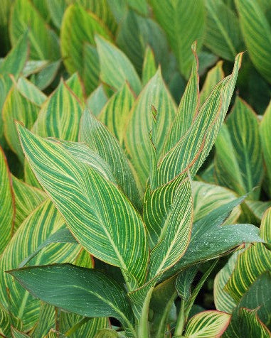 Canna 'Pretoria' (Dwarf Canna Lily, Bengal Tiger Lily)