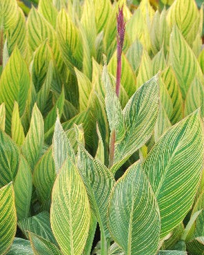 Canna 'Pretoria' (Dwarf Canna Lily, Bengal Tiger Lily)