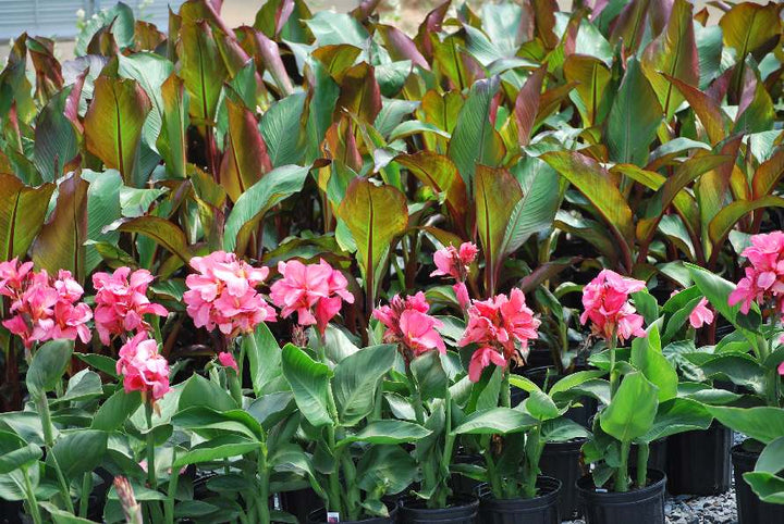 Ensete maurelii (Red Abyssinian Banana)
