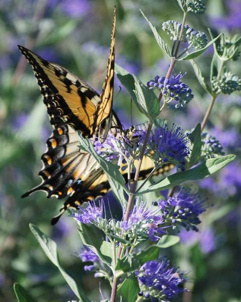 Caryopteris clandonensis 'Dark Knight' (Bluebeard)