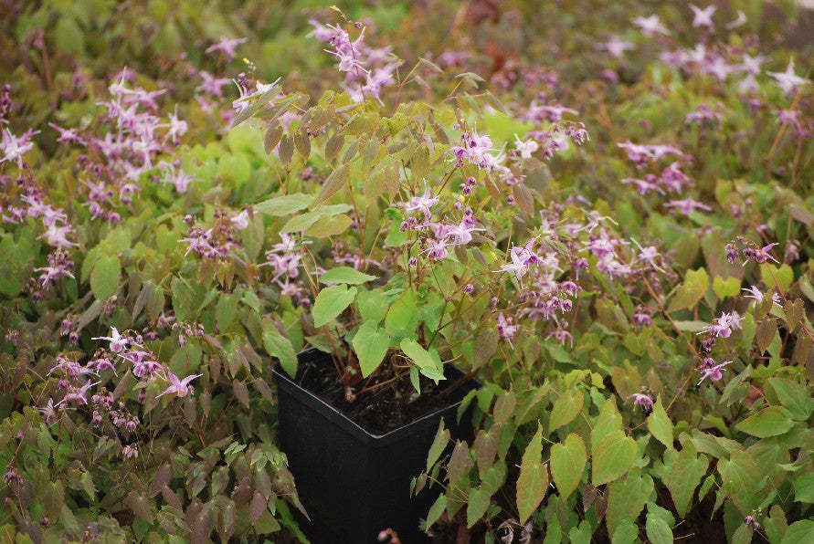 Epimedium grandiflorum 'Lilafee' (Barrenwort)