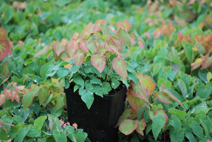 Epimedium rubrum (Barrenwort)