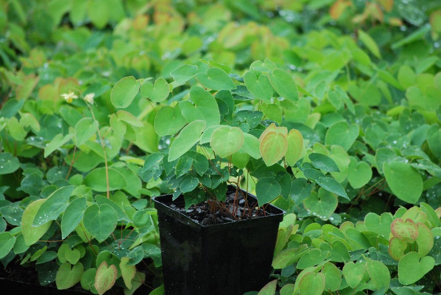Epimedium x versicolor 'Sulphureum' (Barrenwort)