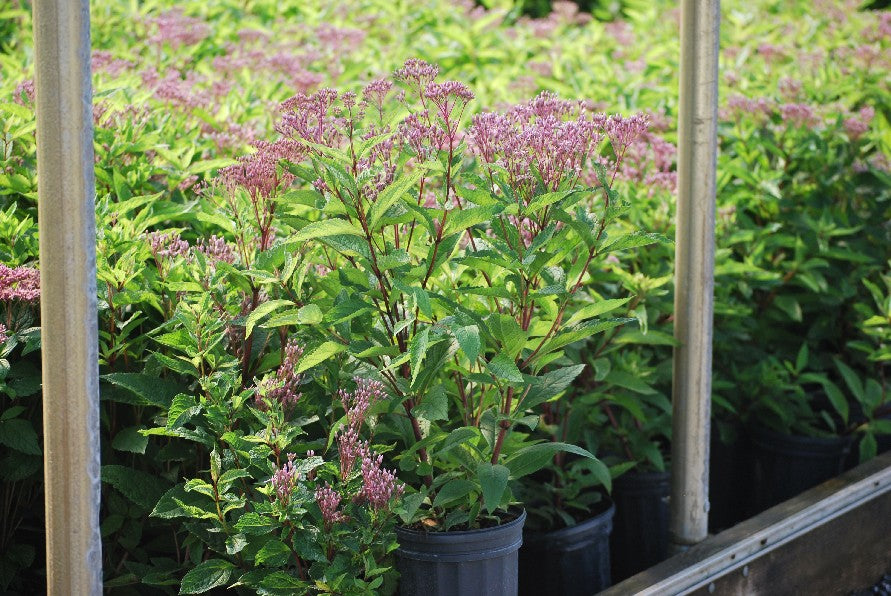 Eupatorium dubium 'Baby Joe' (Dwarf Joe Pye Weed)