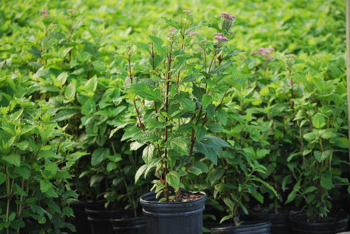 Eupatorium dubium 'Little Joe' (Dwarf Joe Pye Weed)