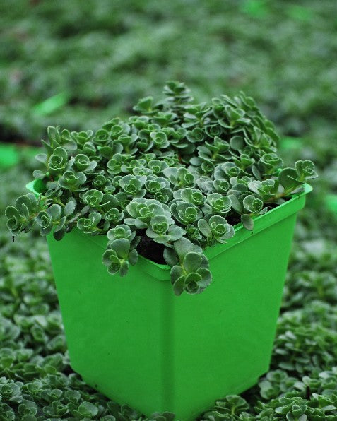 Sedum spurium 'John Creech' (Stonecrop)