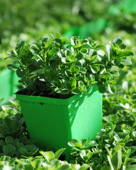 Sedum kamtschaticum (Stonecrop)