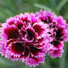 Load image into Gallery viewer, Dianthus Everlast™Lilac +Eye (Garden Pinks), purple flowers
