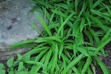 Load image into Gallery viewer, Seersucker Sedge / Plantain-leaf Sedge (Carex plantaginea)
