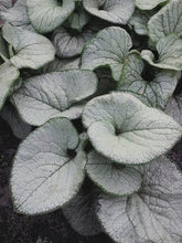Load image into Gallery viewer, Silver Heart Forget-me-not (Brunnera macrophylla &#39;Silver Heart&#39;)
