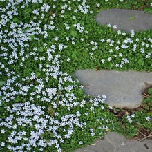 Load image into Gallery viewer, Blue Star Creeper (Isotoma fluviatilis)
