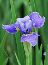 Load image into Gallery viewer, Iris sibirica &#39;Silver Edge&#39; (Siberian Iris)
