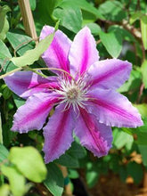 Load image into Gallery viewer, Clematis hybrid &#39;Dr. Ruppel&#39; (Hybrid Clematis), purple flower
