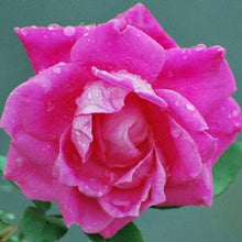 Load image into Gallery viewer, Pink Double Knock Out® Rose
