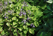 Load image into Gallery viewer, Hosta x &#39;Golden Tiara&#39; (Plantain Lily)
