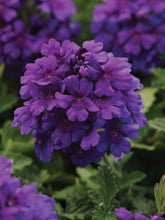Load image into Gallery viewer, Verbena EnduraScape™ Purple (Vervain)
