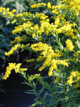 Load image into Gallery viewer, Solidago shortii &#39;Solar Cascade&#39; (Goldenrod)
