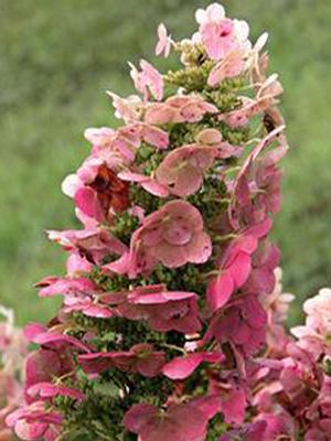 Hydrangea quercifolia 'Ruby Slippers' (Oakleaf Hydrangea)
