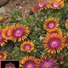 Load image into Gallery viewer, Delosperma &#39;Fire Spinner&#39; (Ice Plant), pink and orange flowers
