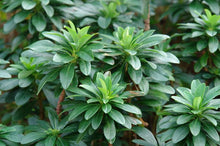 Load image into Gallery viewer, Robb&#39;s Spurge (Euphorbia amygdaloides var. robbiae)
