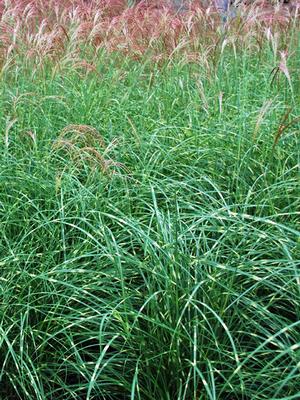 Miscanthus sinensis 'Little Zebra' (Variegated Maiden Grass)
