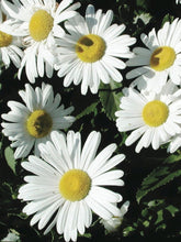 Load image into Gallery viewer, Nippon Daisy (Chrysanthemum nipponicum)
