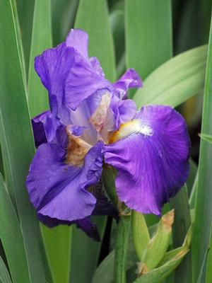 Iris germanica 'Feedback' (Tall Bearded Iris)