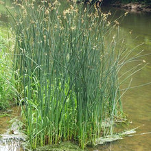 Load image into Gallery viewer, Scirpus validus (syn. Schoenoplectus tabernae) (Soft-stemmed Bulrush)
