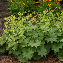 Load image into Gallery viewer, Lady&#39;s Mantle (Alchemilla mollis)
