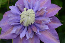 Load image into Gallery viewer, Clematis Diamantina™ (Hybrid Clematis), purple flower
