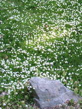 Load image into Gallery viewer, Creeping White Mazus (Mazus reptans &#39;Albus&#39;), white flowers
