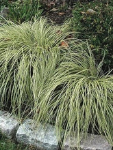 Load image into Gallery viewer, Variegated Japanese Sedge (Carex oshimensis &#39;Evergold&#39;)
