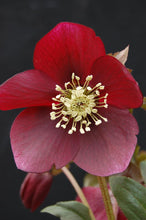Load image into Gallery viewer, Helleborus x hybridus Winter Jewels® &#39;Ruby Wine&#39;
