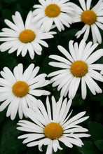 Load image into Gallery viewer, Nippon Daisy (Chrysanthemum nipponicum)
