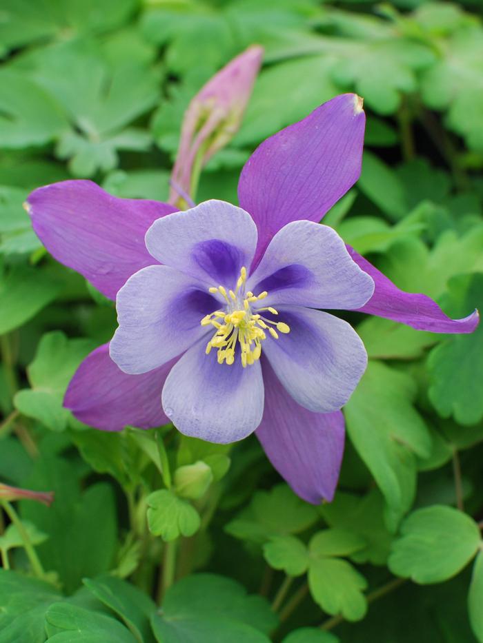Aquilegia Earlybird™Purple Blue (Columbine) perennial, purple flowers