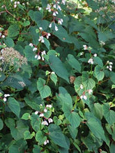 Load image into Gallery viewer, Begonia grandis &#39;Alba&#39; (Hardy Begonia), white flowers
