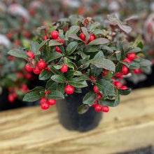 Load image into Gallery viewer, Gaultheria procumbens Berry Cascade™(Wintergreen)
