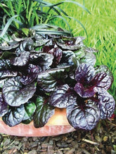 Load image into Gallery viewer, Ajuga reptans &#39;Black Scallop&#39; (Bugle Weed) perennial

