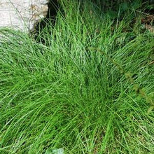 Load image into Gallery viewer, Appalachian Sedge (Carex appalachica) perennial, green grass
