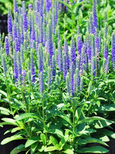 Load image into Gallery viewer, Veronica spicata &#39;Royal Candles&#39; (Speedwell)
