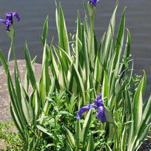 Load image into Gallery viewer, Variegated Japanese Water Iris (Iris laevigata &#39;Variegata&#39;)
