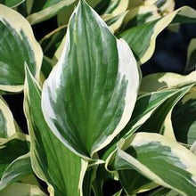 Load image into Gallery viewer, Hosta x &#39;Patriot&#39; (Plantain Lily)
